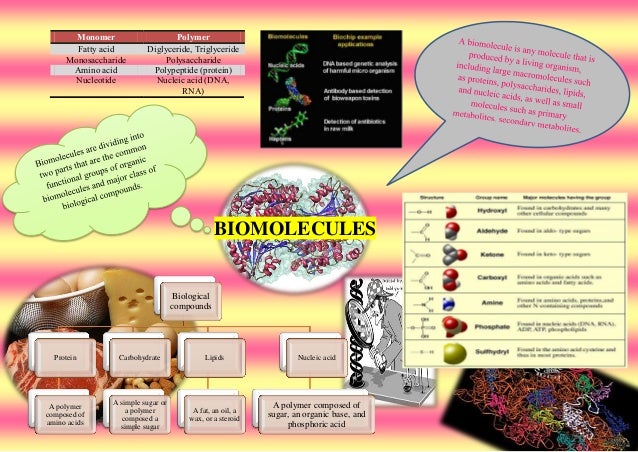 How To Make An Infographic About Biomolecules