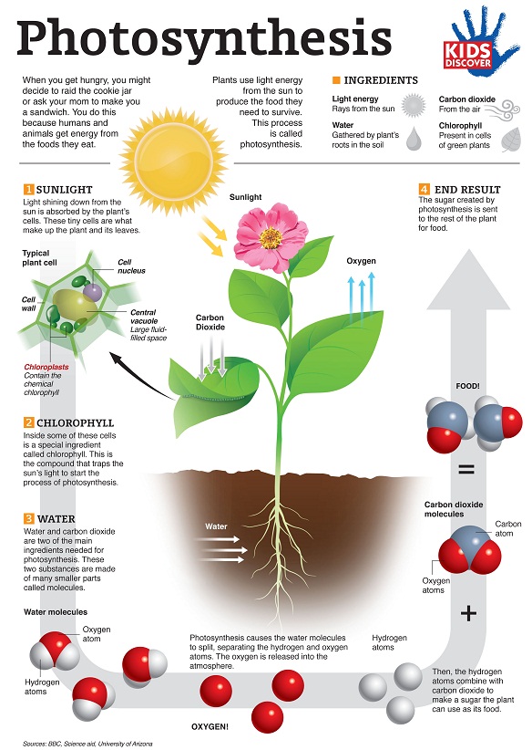 How To Make An Infographic On Photosynthesis
