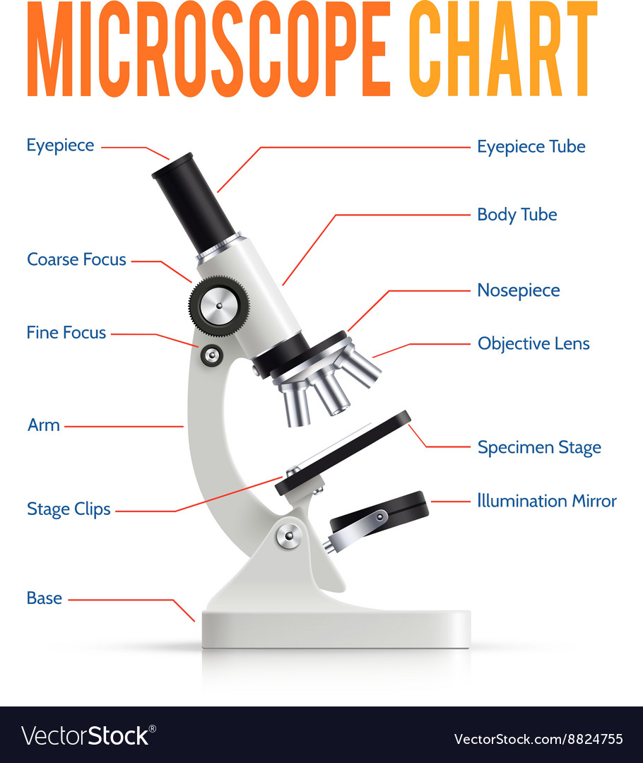 How To Make An Infographic On The Optical Microscope